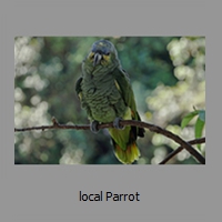 local Parrot